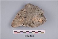 藏品(珊瑚化石)的圖片